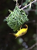 J17_1055 Southern Masked Weaver